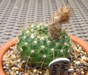 Notocactus caespitosus